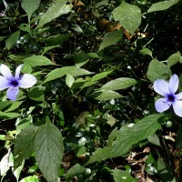 Barleria involucrata Nees